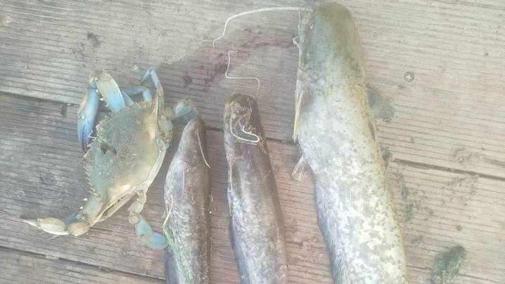 La expansión del siluro invasor desde el Magro ya alcanza el Júcar y llega hasta Cullera