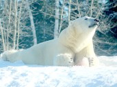 Advocates worry Bill 5 strips vital protection from polar bears