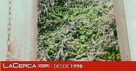Agricultura estima que Castilla-La Mancha tendrá una producción de 121.500 toneladas de aceite en la próxima campaña