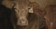 Jack Daniel's ended cow feeder program, now Tennessee farmers forced to sell cattle