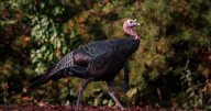 West Virginia fall turkey hunting season begins Oct. 11