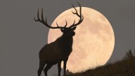 Qué significa la Luna del Cazador y por qué lleva ese nombre en el Hemisferio Norte
