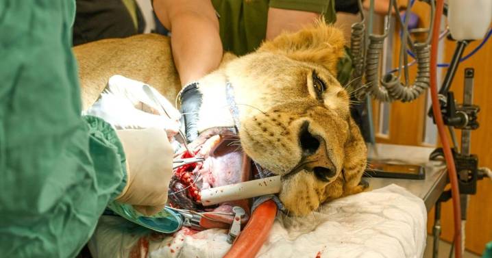 Dentists remove massive infected tooth from rescued lion from Ukraine