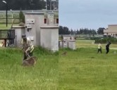 "Lo querían matar". Atacaron a golpes a un carpincho en un barrio privado: quedó en estado crítico