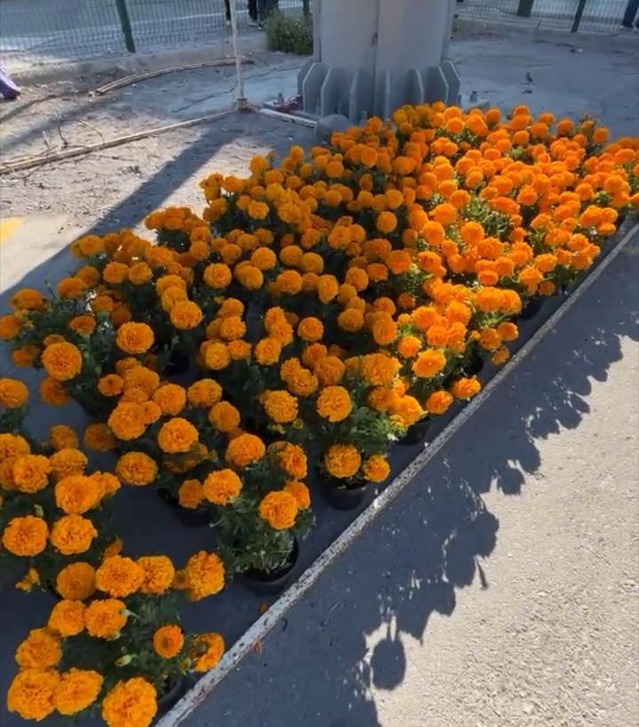 Llega la flor de cempasúchil a Reynosa para vestir los altares del Día de Muertos