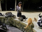 Alarma en Chipre, la "isla de los gatos": ya hay miles de estos felinos en las calles