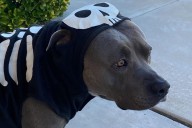 El Paso events: Celebrate fall, furry friends this weekend