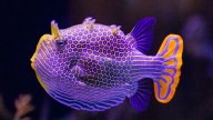 Why imperfection could be key to Turing patterns in nature