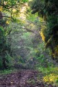 India Forest Ranks 9th Globally