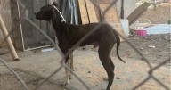 Fiscalía rescata en Tijuana a perro que era suspendido por el cuello