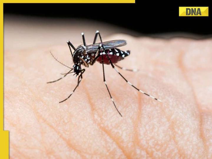 Mosquitoes seen in Iceland for first time ever, know what led to this