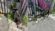 California Security Guard Finds Dog Tied To Fence And Calls For Help Just In Time