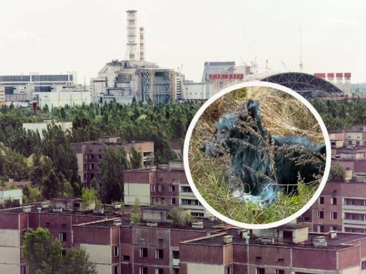 Así son los intrigantes perros azules que rondan la zona de exclusión de Chernóbil