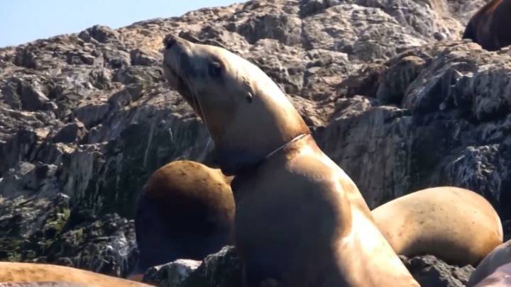 Rescatistas liberan a un lobo marino de una correa de plástico con ayuda de un dron