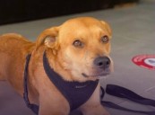 ¿Qué pasó con ‘Chicles’?: el perrito maratonista de Tijuana