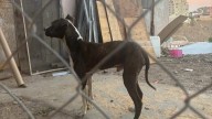Canino fue rescatado en Tijuana, víctima de maltrato y crueldad animal