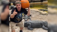 Orlando 'Gator Crusader' celebrates Halloween with pumpkin