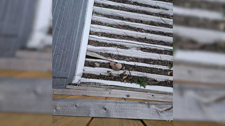 Tiny Creature Trapped On The Roof Leaves Texas Apartment Residents In Shock
