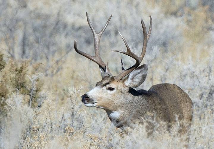 The Division of Wildlife Resources reminds hunters to submit mandatory harvest report