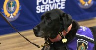 Police to get new facility dog to take over Pixie’s duties