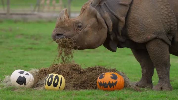 Halloween events around the world this week