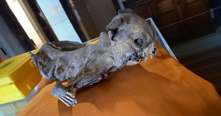 Mummified cat 'guarded dead King' from evil spirits for years