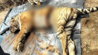 Mutilated carcass of tiger in Karnataka's MM Hills Wildlife Sanctuary