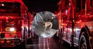 "En casa del herrero..." VIDEO: Perro en EU causa incendio con batería ¡en sala de bombero!