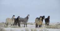 Wyoming, West’s wild horses are fleshy, opportunistic eaters, study finds
