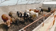 Sin nuevos brotes de gusano barrenador en la frontera norte