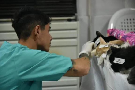Este miércoles realizarán una jornada gratuita de castraciones en Aluminé