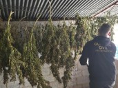 La Guardia Civil desmantela en Benalúa un centro con 1.378 plantas de marihuana