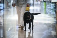 Dear Annie: Lonely person finds service dog opens new paths for connecting with others