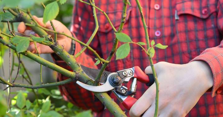 Three plants to prune and gardening tasks to get done before end of October