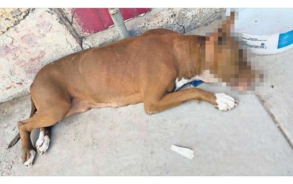 ‘Ante falta de croquetas, decidí colgarla con una soga’