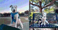 Family Faces Impossible Choice After Deaf Dog Puts Their Other Pet in Danger