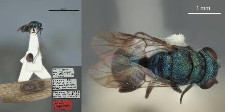 Breve historia de una avispa vagabunda