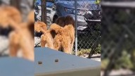 Two Faithful Dogs Left At Florida Shelter Doors Cling To Each Other When Their World Falls Apart