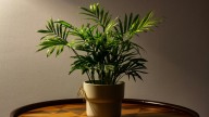 10 Indoor Plants To Elevate Your Festive Decoration