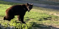 WATCH: Black bear rescued outside elementary school in Page