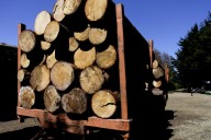 Corma alerta por arancel de 10% a la madera: “Golpea a un sector ya en crisis y castiga a las pymes”