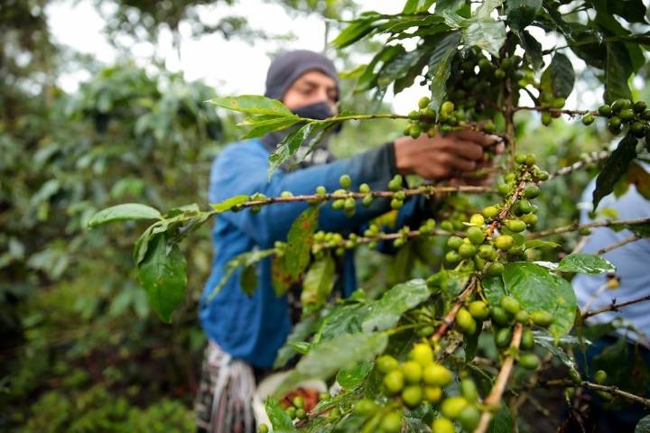 San Martín impulsa exportación de cacao hacia el mercado argentino