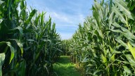 Westport brewery's first adults-only 'Moo-vies in the Maze' set for Oct. 4