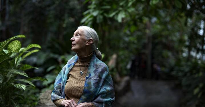 No se pierdan las últimas palabras de Jane Goodall