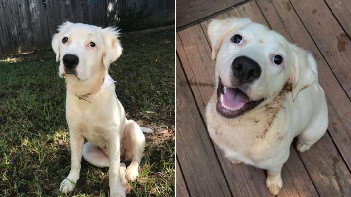 Georgia Family Turns Away From A Pup, But One Woman Sees Its Hidden Potential