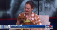 Paws to Care: Meet Fern — A gentle soul ready for her forever home