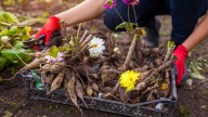 17 Cold-Sensitive Flowers To Dig Up And Save For Next Season
