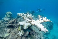 Heat has essentially wiped out 2 key coral species on Florida reefs
