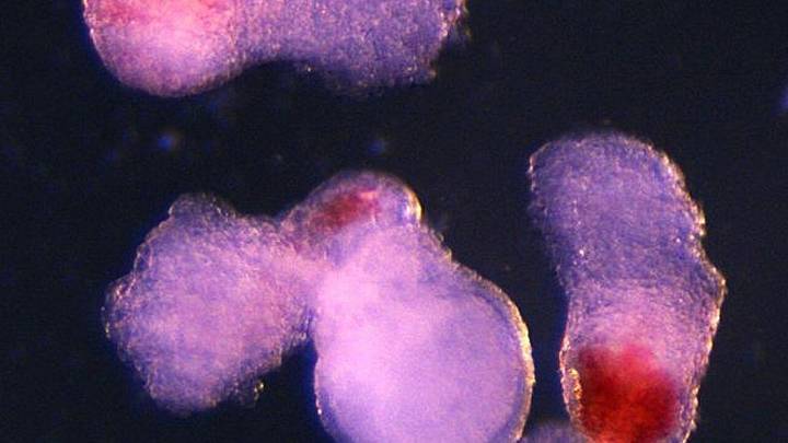 Crean modelos de embriones humanos en laboratorio que producen células sanguíneas