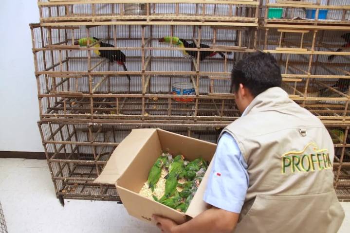 No cede el tráfico de fauna silvestre en el estado